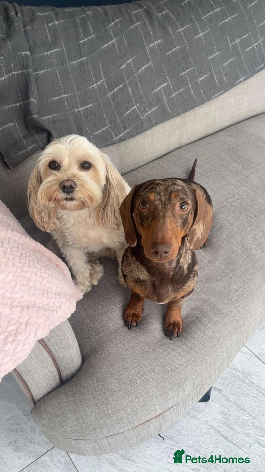 Miniature Dachshund dogs for sale: Mini dachshund Roxy - Advert 1