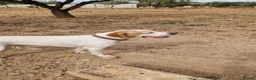 Pointer dogs for adoption: Jojo - English Pointer boy  - Advert 6