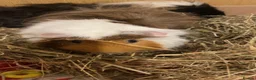 Guinea Pig rodents for sale: Male golden guinea pig  - Advert 2