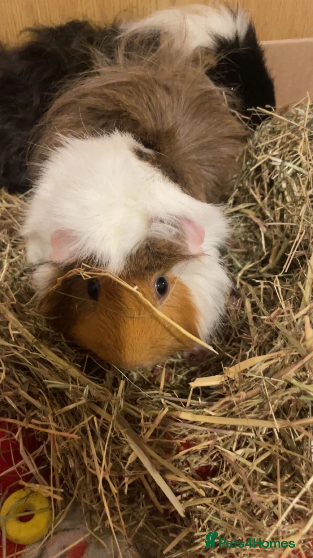 Guinea Pig rodents for sale: Male golden guinea pig  - Advert 2