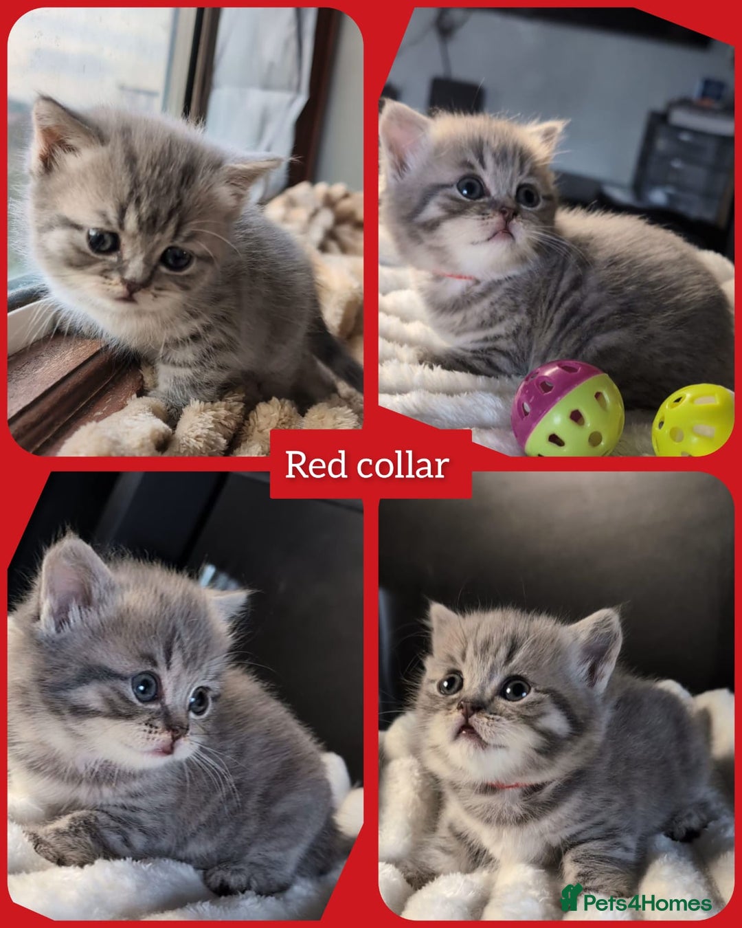 British Shorthair cats for sale: 💖💖💖BSH & BLH💫 GCCF & TICA red - Advert 4