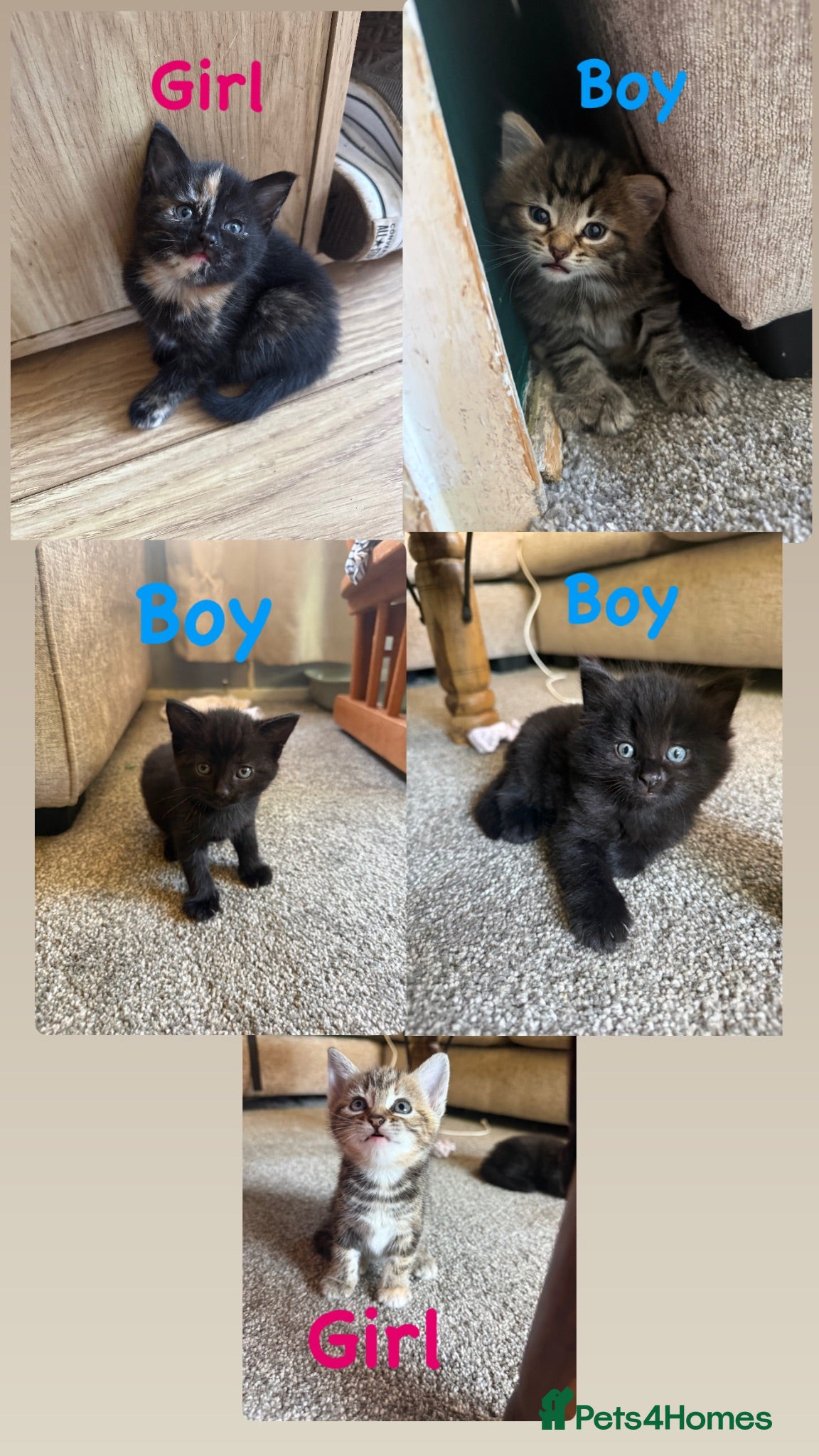 Mixed Breed cats Cute litter of kittens  - Advert 15