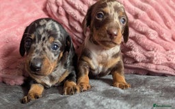 Miniature Dachshund dogs for sale: Beautiful KC miniature dachshund puppies - Image 2