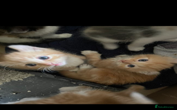 Mixed Breed cats for sale: Beautiful mixed breed kittens ragdoll x sphinx elf - Image 1