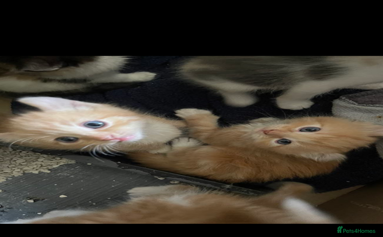 Mixed Breed cats - Advert 10