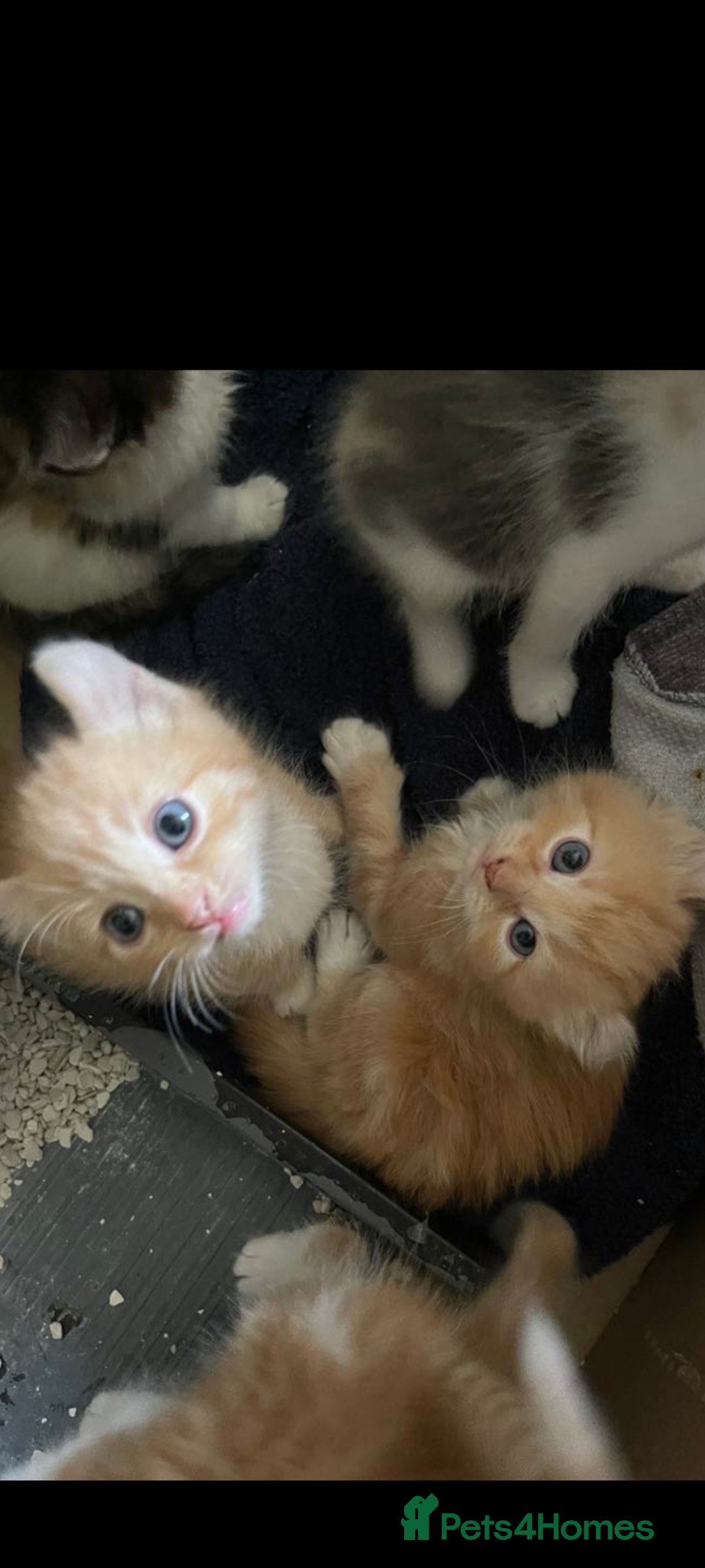 Mixed Breed cats for sale: Beautiful mixed breed kittens ragdoll x sphinx elf - Image 1
