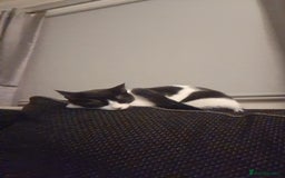 Mixed Breed cats for sale: 9 month old kitten.  - Advert 4