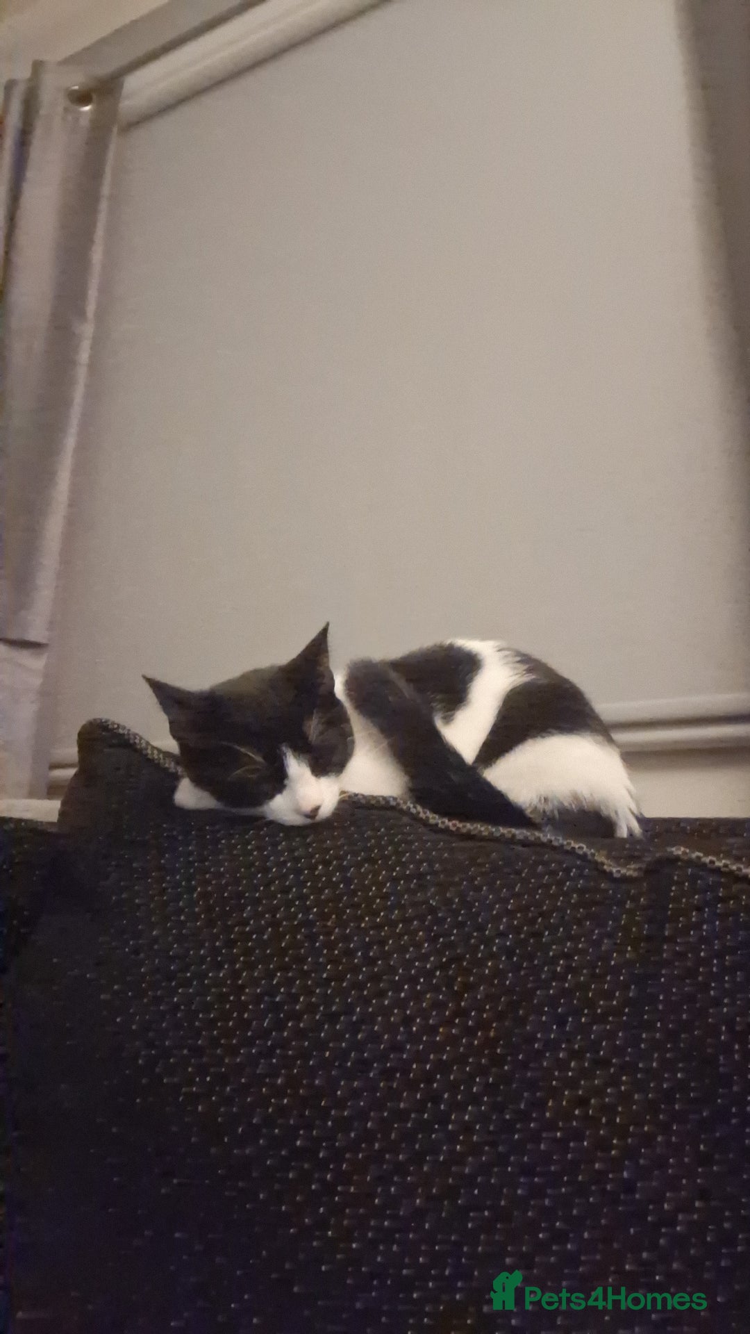 Mixed Breed cats for sale: 9 month old kitten.  - Advert 4