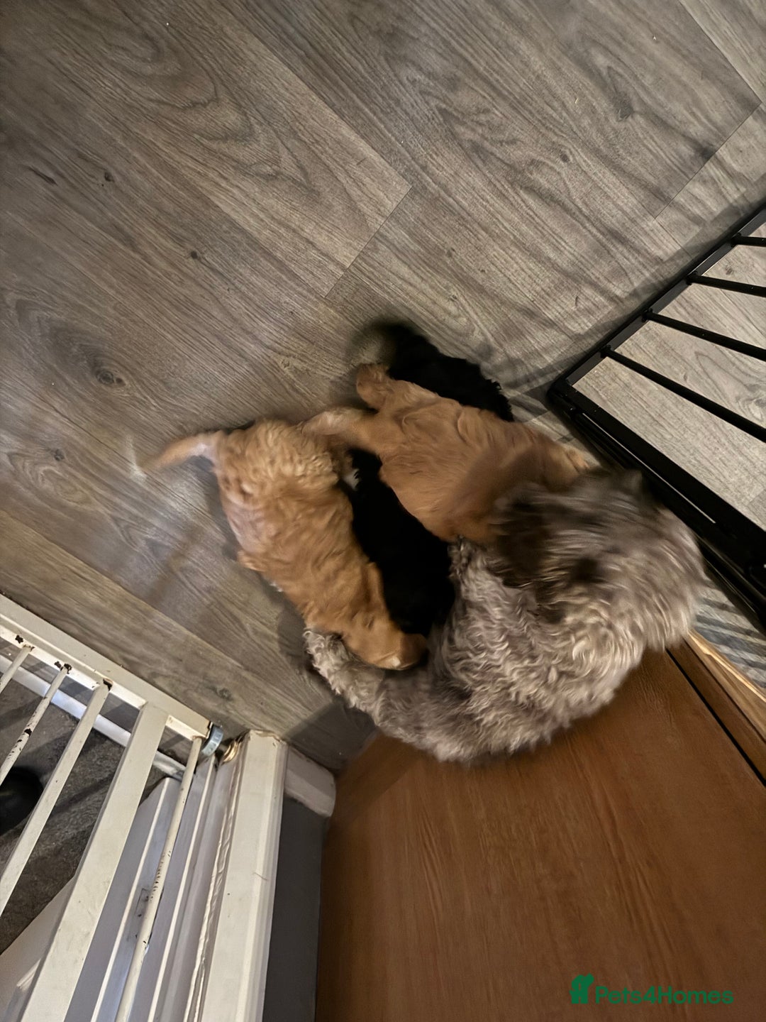 Mixed Breed dogs for sale: home grown golden doodle / cockerpoo  - Image 13