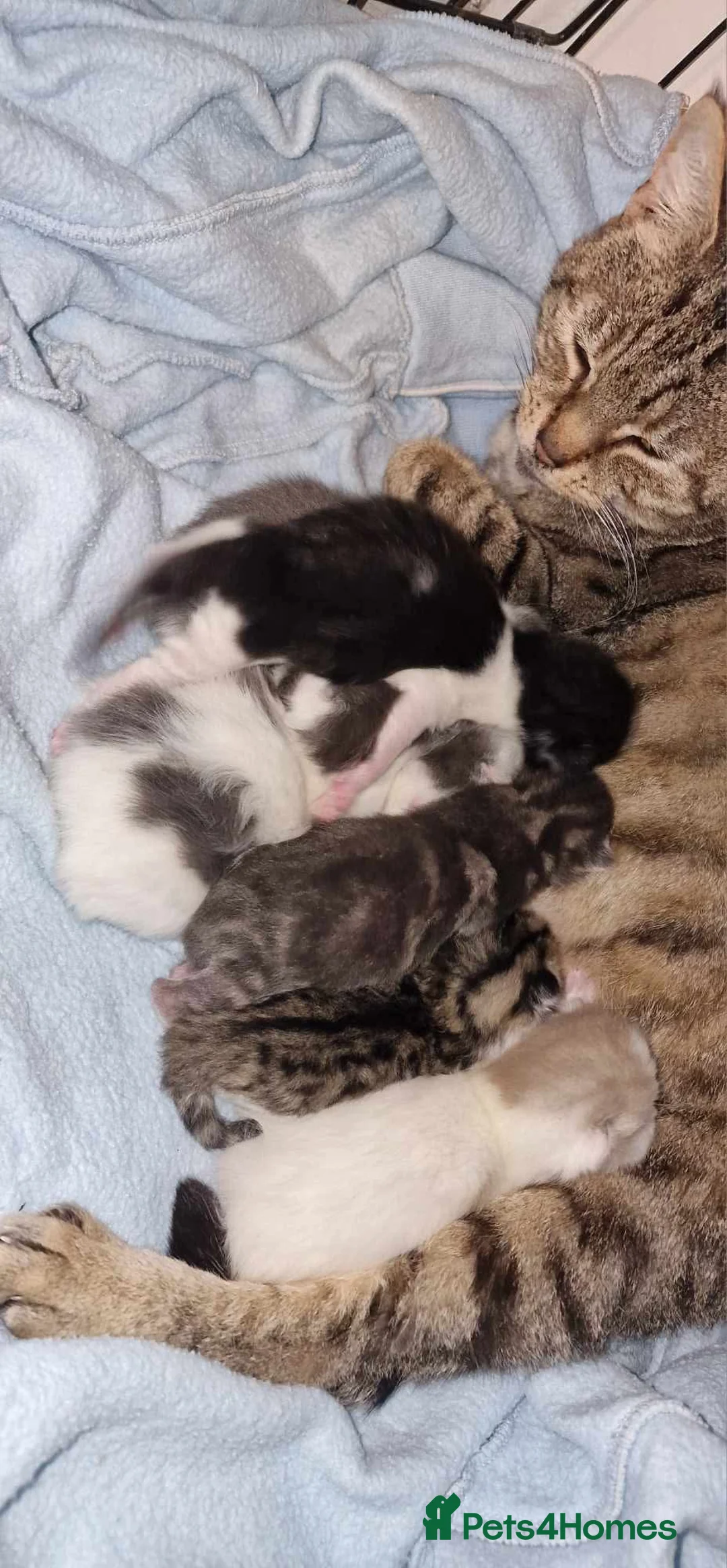 Mixed Breed cats for sale: Lovely and clever kittens  - Advert 1