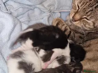 Mixed Breed cats Lovely and clever kittens - Advert 1