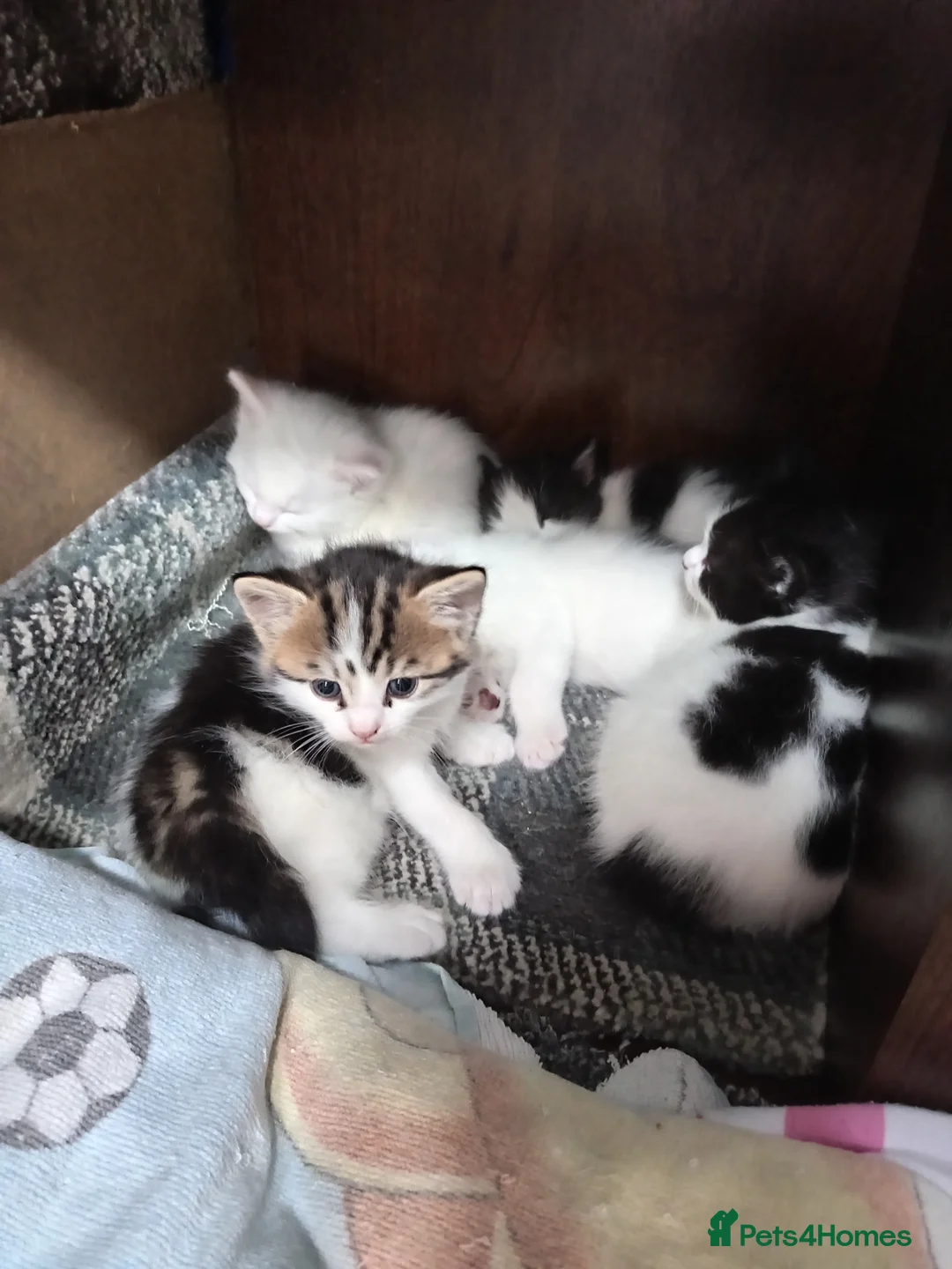Mixed Breed cats for sale: Mixed-breed kittens  in Rochdale - Advert 1