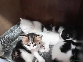 Mixed Breed cats Mixed-breed kittens - Advert 1