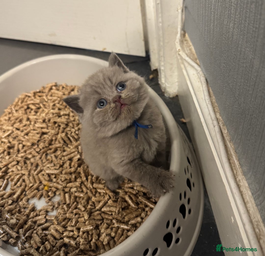 British Shorthair cats for sale: British blue shorthair  - Image 7