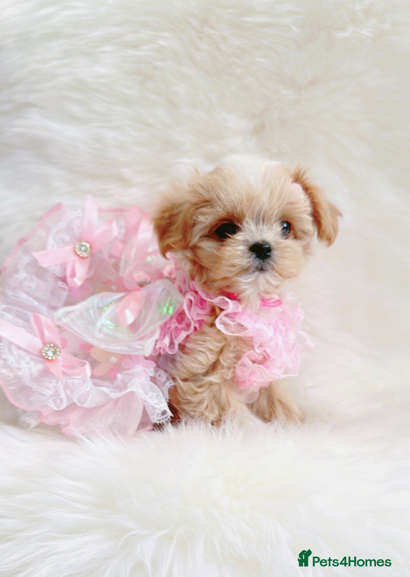 Maltipoo dogs Extra small F1 maltipoo puppies  - Advert 5