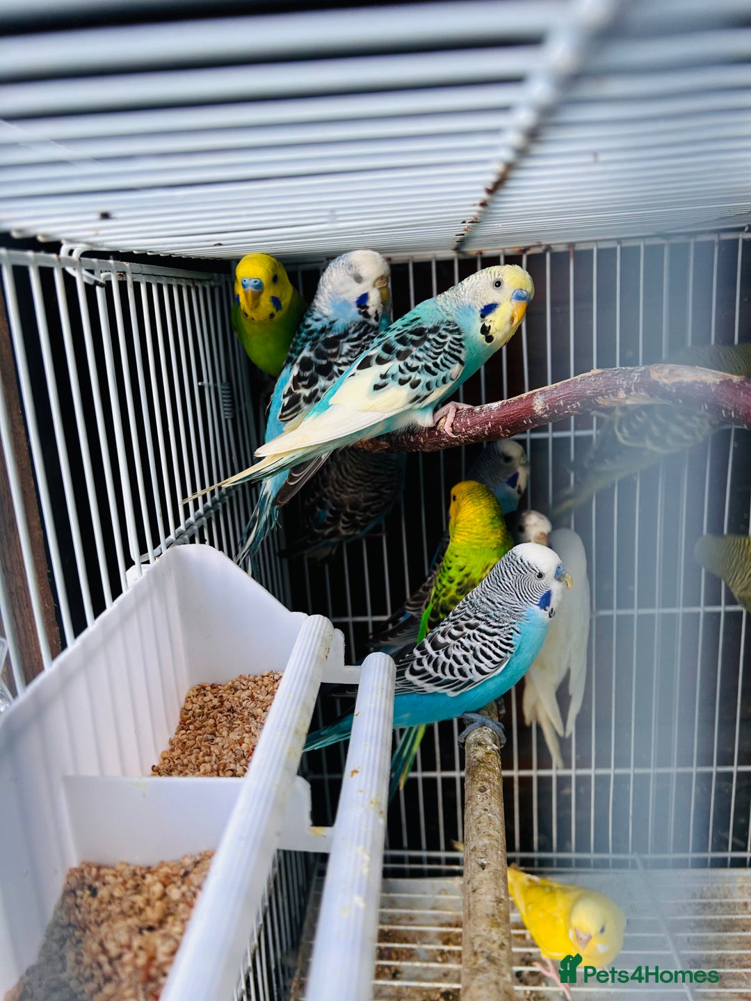 Budgerigars birds for sale: Various colour/ages budgies for sale  - Image 8