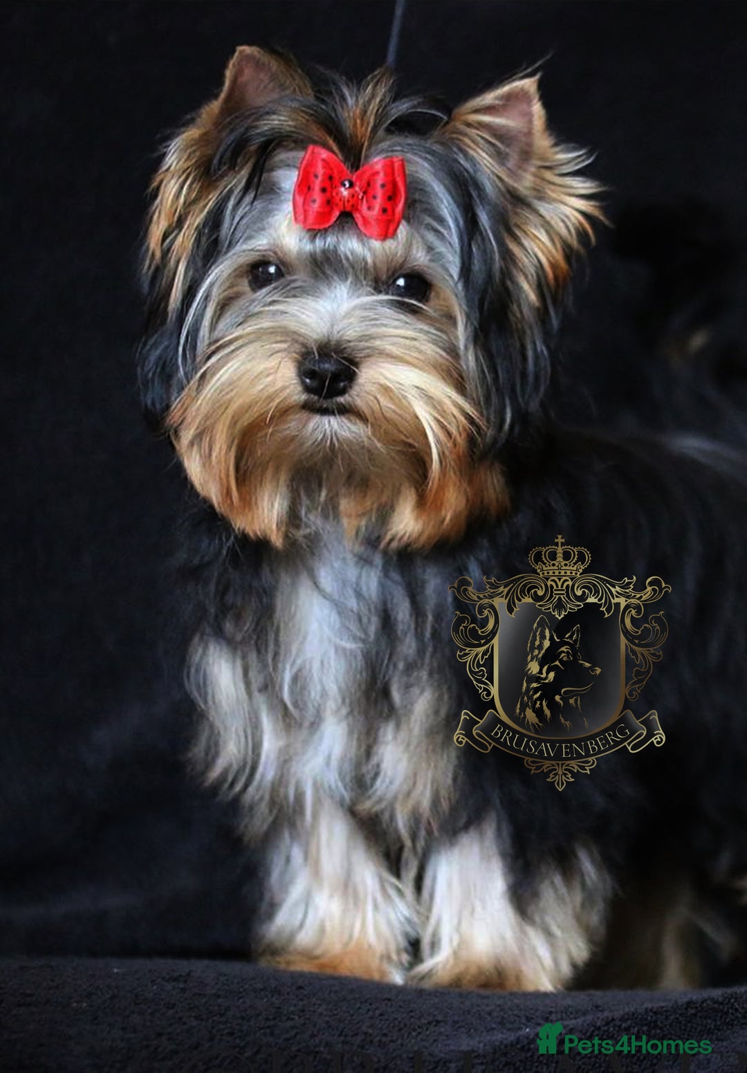 Yorkshire Terrier dogs for sale: SILVER & TAN FEMALE YORKIE KC REGISTERED - Advert 3