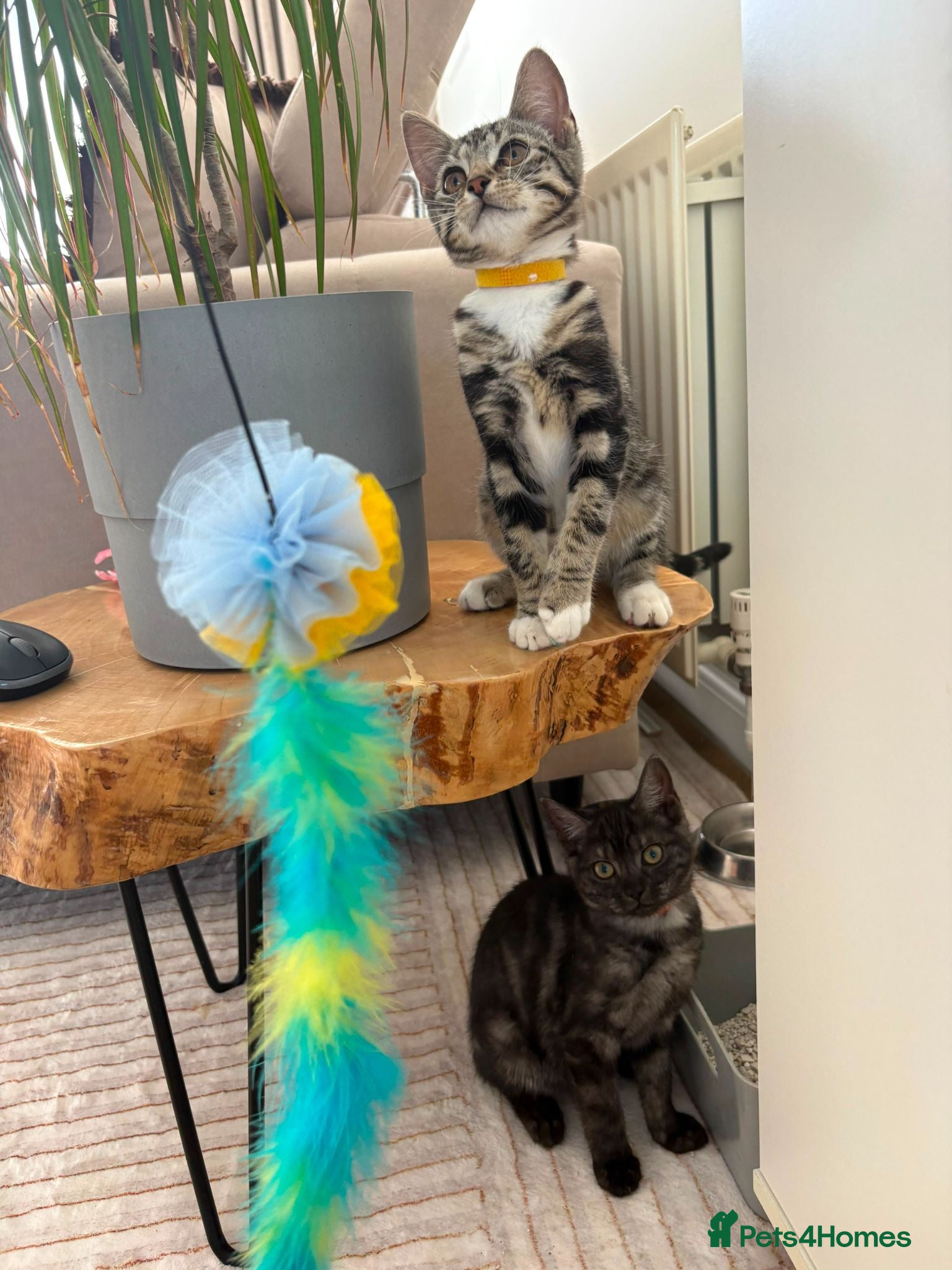 Mixed Breed cats 3 Lovely Kittens Ready To Join Your Family Today😻 - Advert 2