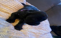 Cocker Spaniel dogs for sale: 10 Gorgeous KC Cocker Spaniel Puppies - Image 25