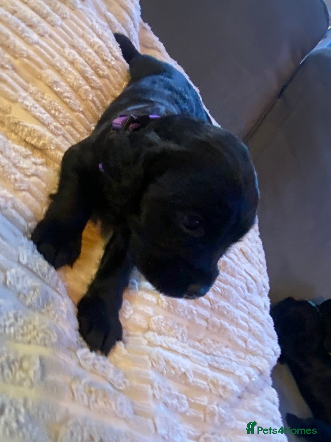 Cocker Spaniel dogs for sale: 10 Gorgeous KC Cocker Spaniel Puppies - Image 25