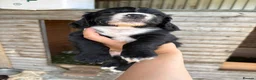 Cocker Spaniel dogs for sale: Cocker Spaniel pups  in Seaham - Advert 14