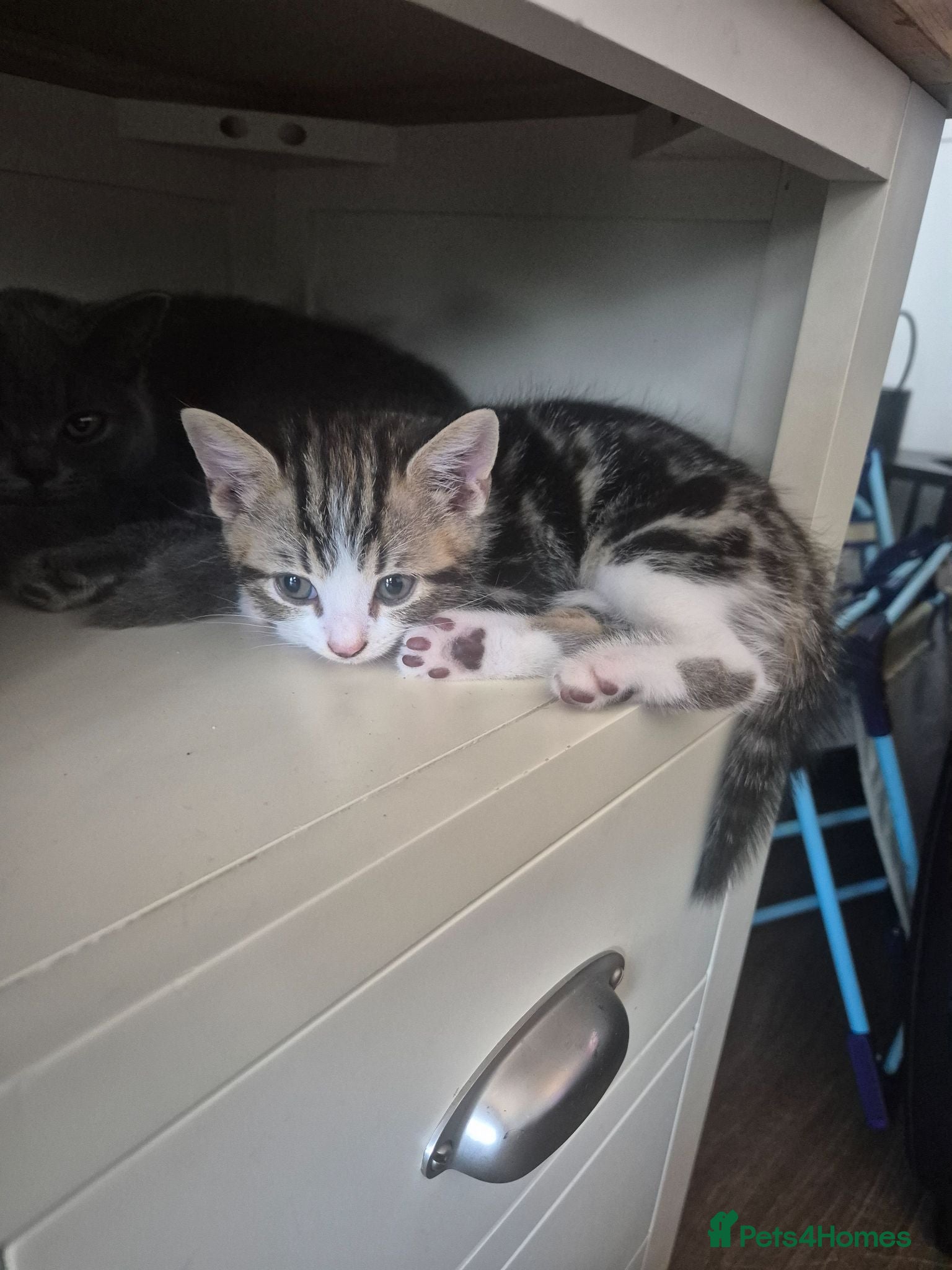 Mixed Breed cats 3 MALE KITTENS AVAILABLE NOW - Advert 4