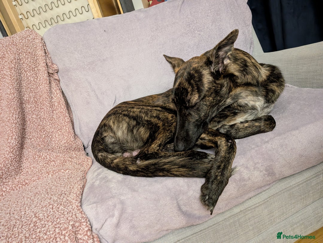 Mixed Breed dogs for sale: Knox - Shephound - Advert 8