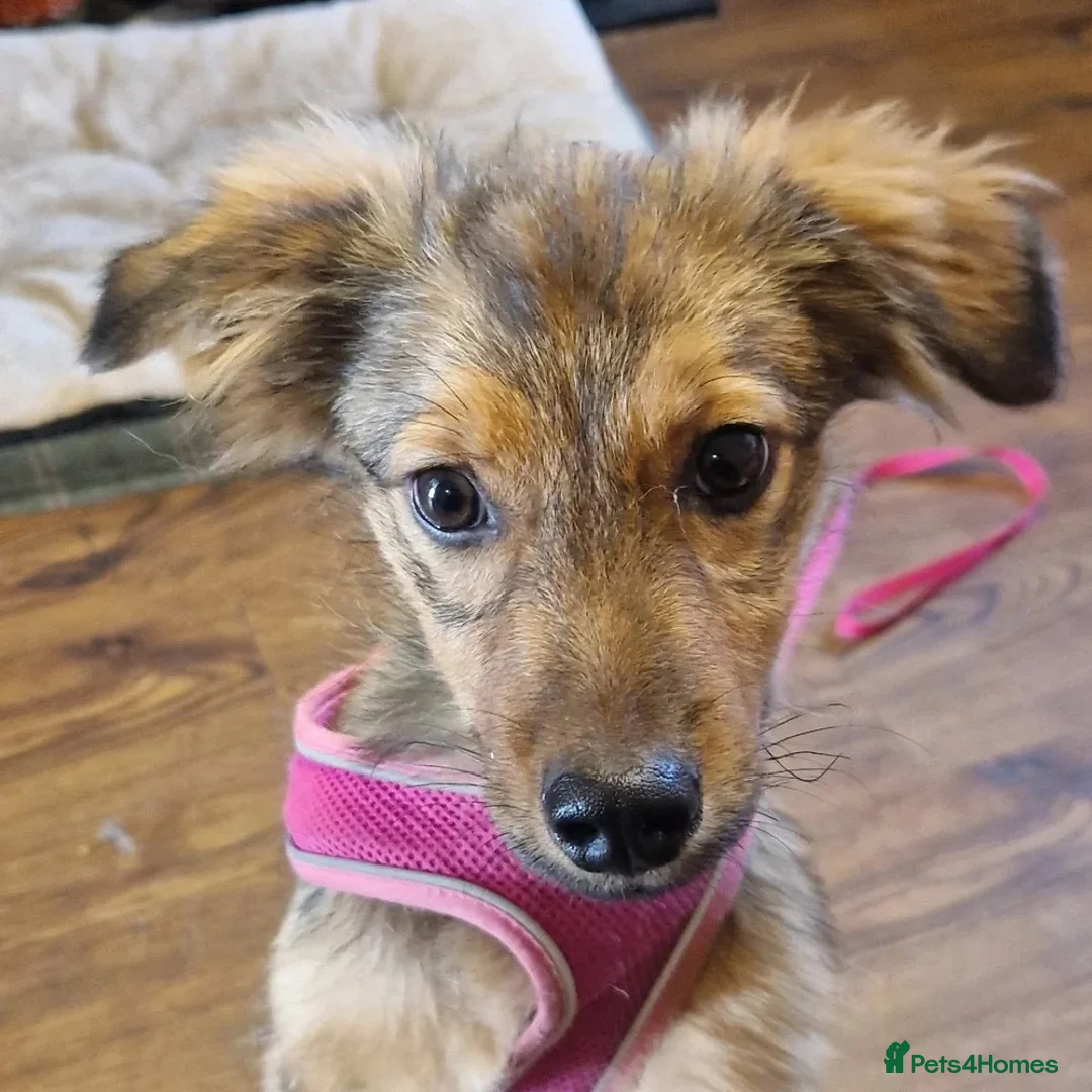 Mixed Breed dogs for adoption: Muffin  in Milton Keynes - Advert 5