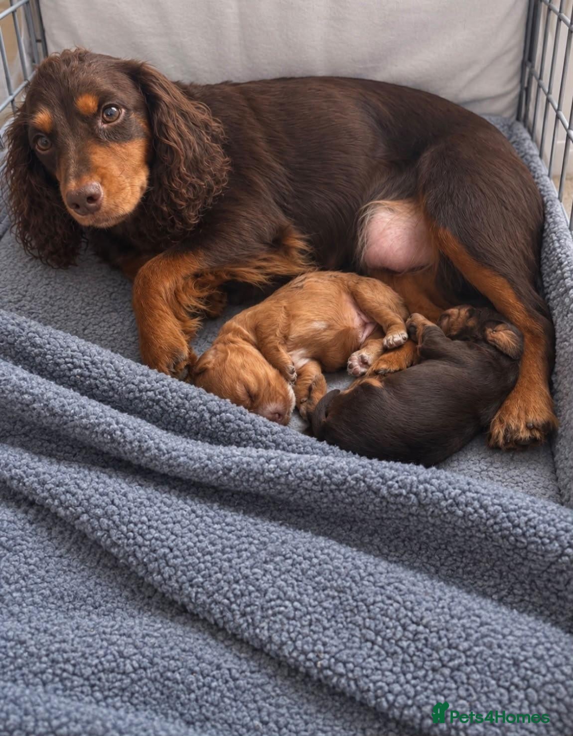 Cocker Spaniel dogs KC Working cocker spaniels  - Advert 1