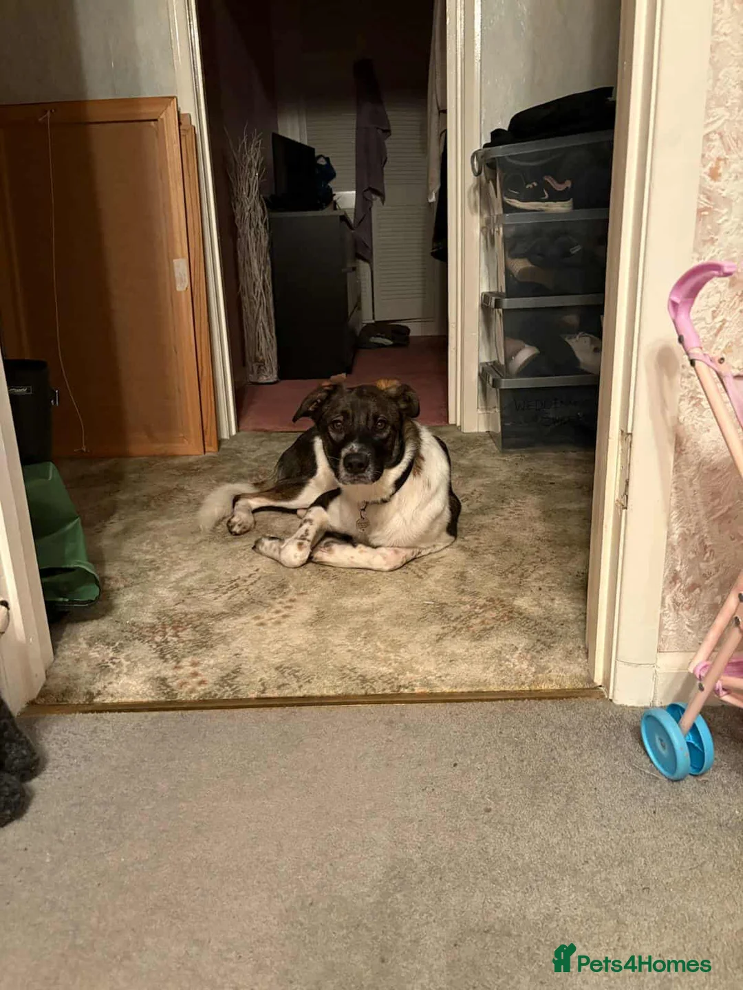 Mixed Breed dogs for adoption: ASTRO - Advert 7