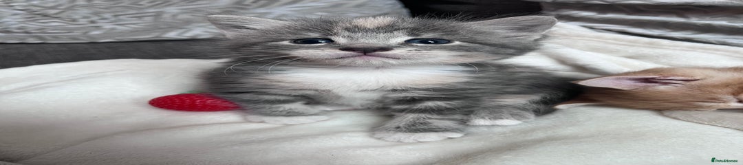 British Shorthair Kitten 4