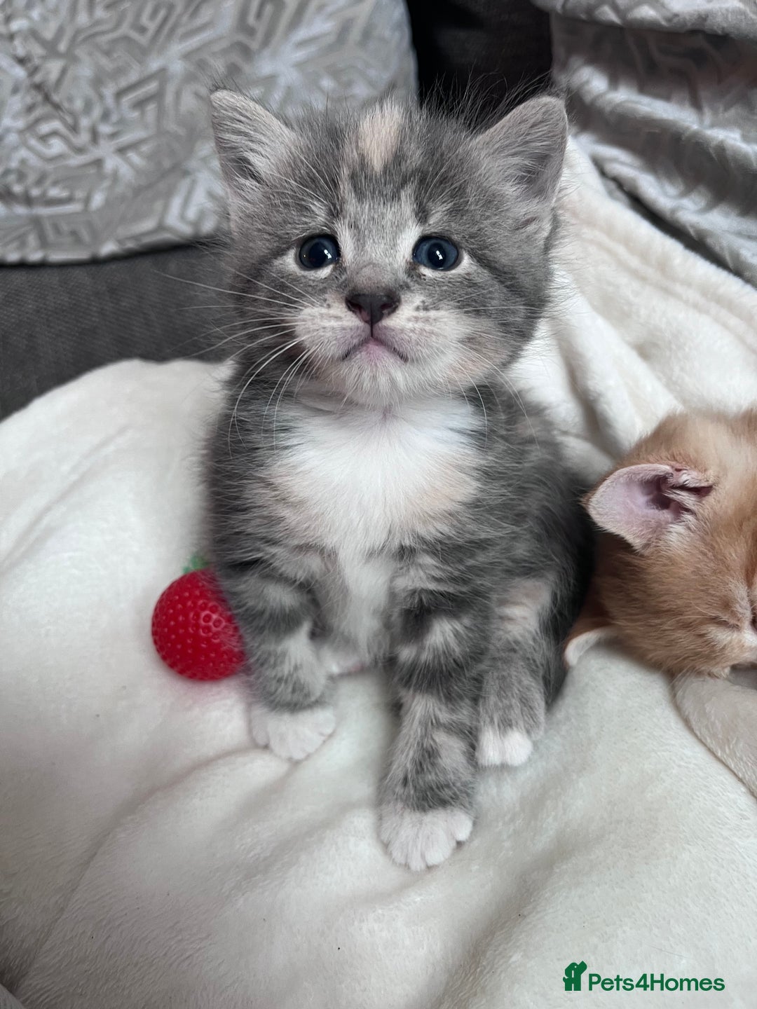 British Shorthair cats for sale: Beautiful little babies 💛 - Image 5
