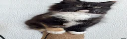Mixed Breed cats for sale: Kittens for good homes - Advert 28
