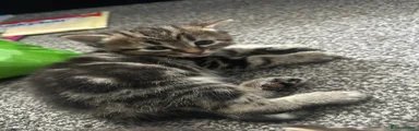 Tabby girl