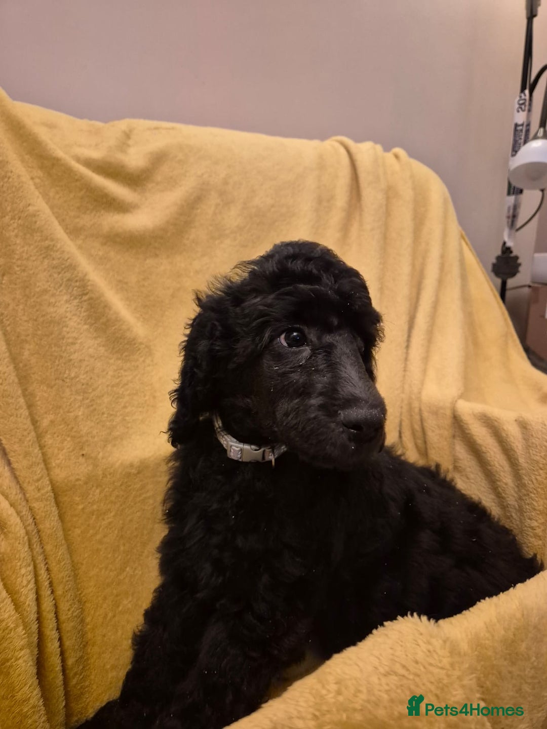 Standard Poodle dogs for sale: outstanding litter of standard poodle pups - Advert 15