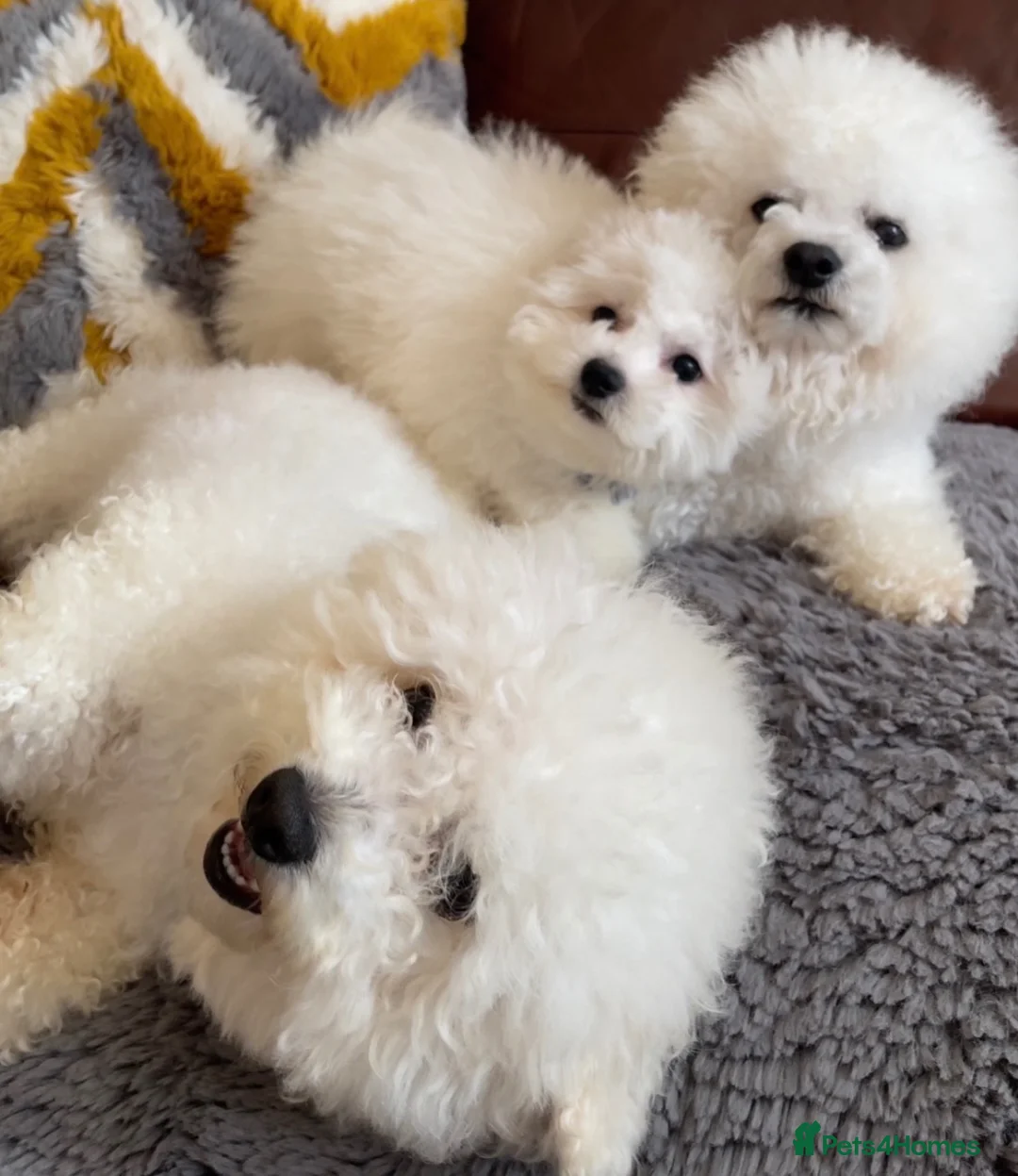 Bichon Frise dogs for sale: Bishon Frise Puppes  - Advert 2