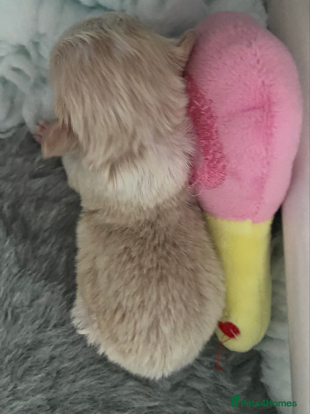 Chihuahua dogs for sale: Exquisite KC Registered Apple Chihuahua Puppies 💖 - Image 19