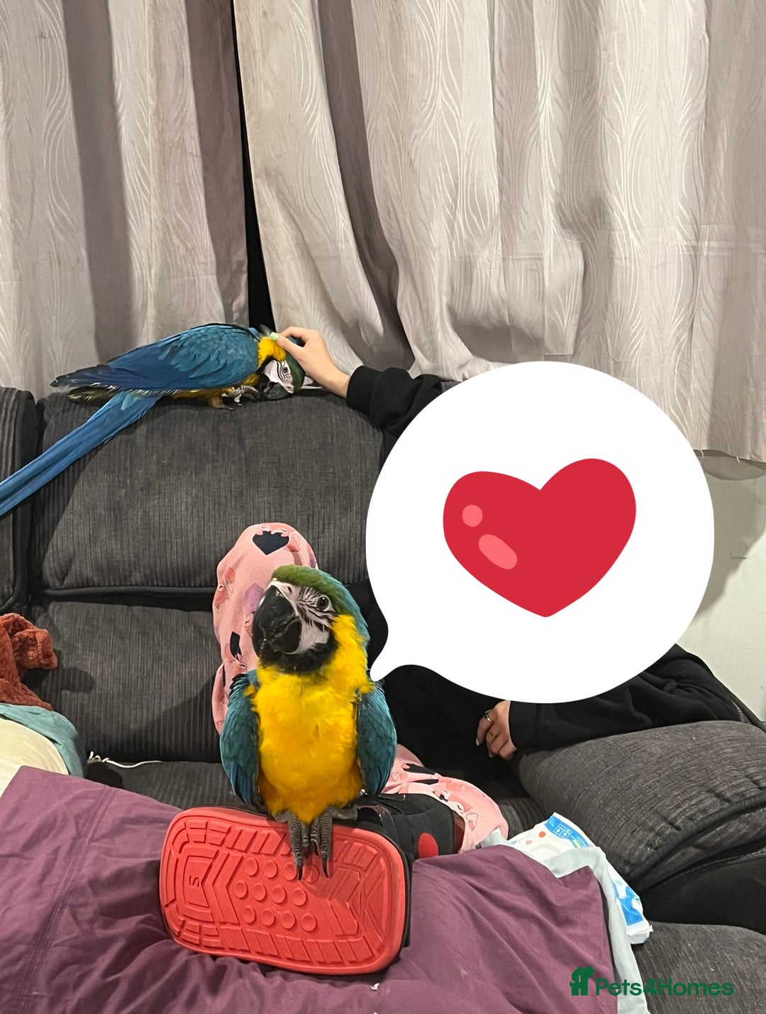 Macaws birds for sale: Blue and Gold Macaws - Image 2