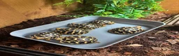 Tortoise reptiles for sale: Indian Star Tortoise Hatchlings - Advert 9