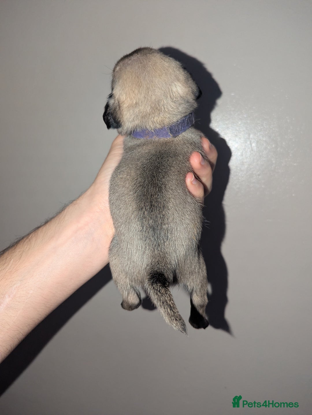 Pug dogs for sale: Pug puppies  - Image 5