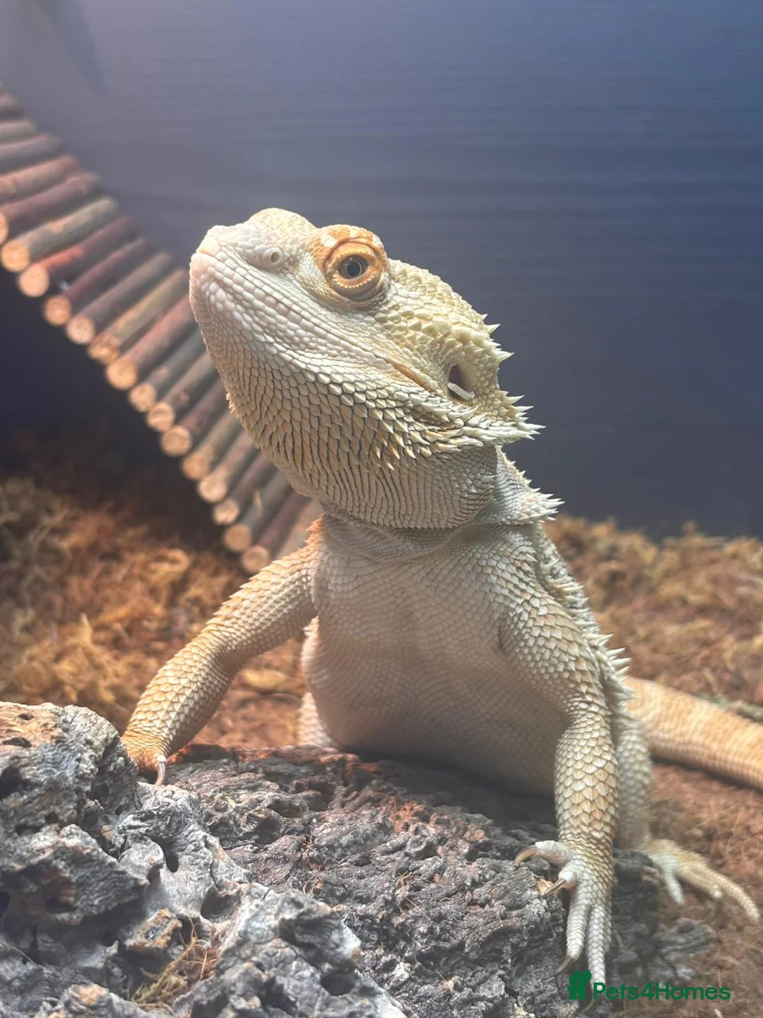 Bearded Dragon reptiles for sale: Bearded dragon and full set up - Advert 1