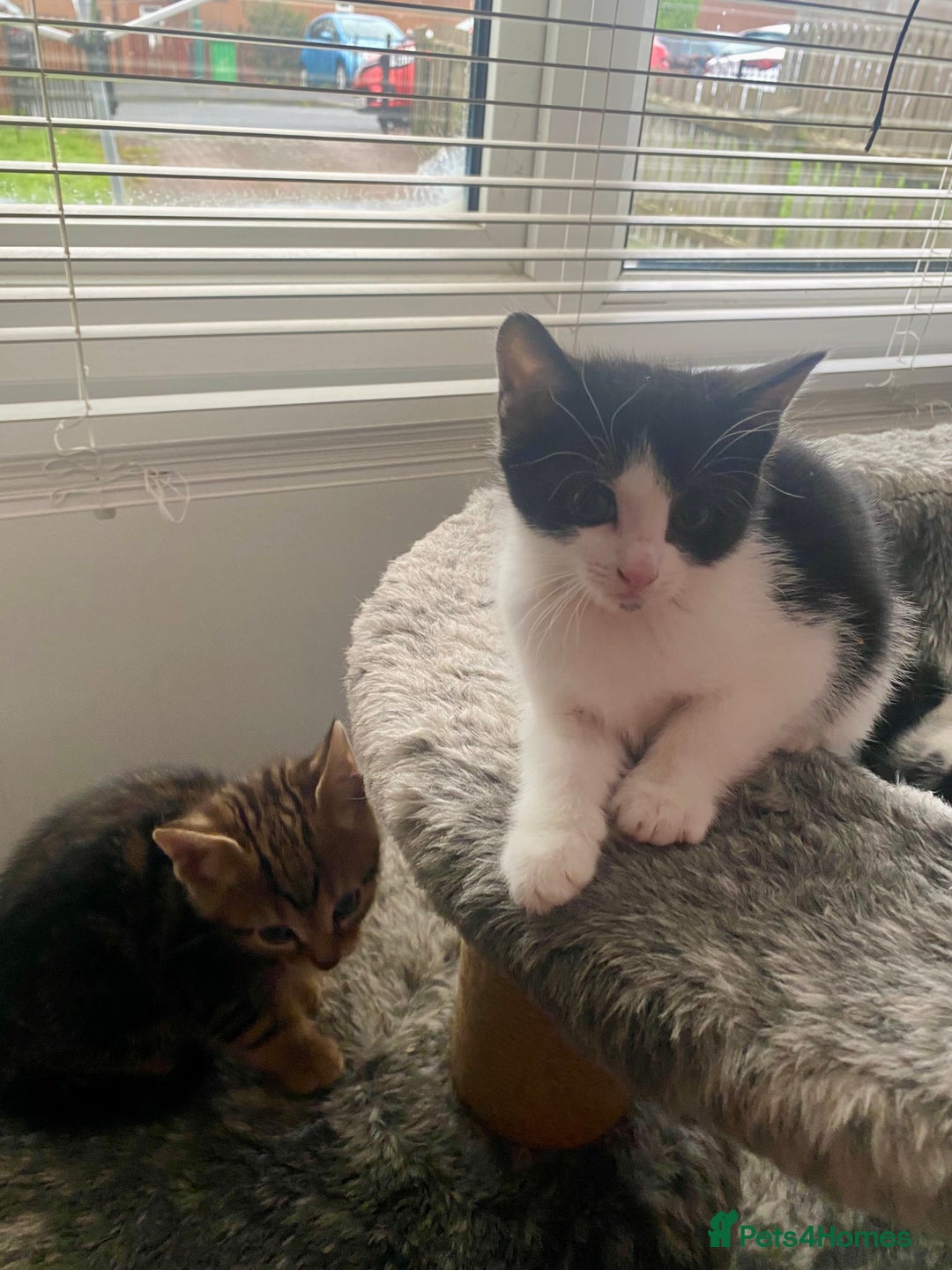 Mixed Breed cats for sale: Kittens for sale - Advert 17