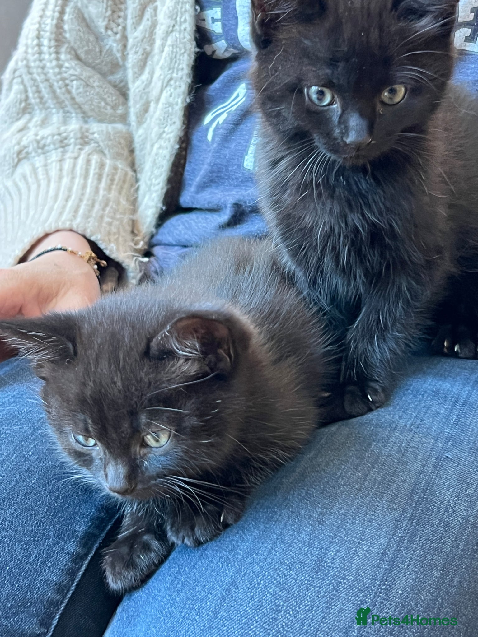 Mixed Breed cats Gorgeous black Abyssinian/British shorthair boys - Advert 4
