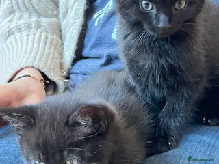 Mixed Breed cats Gorgeous black Abyssinian/British shorthair boys - Advert 3