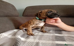 Mixed Breed dogs for sale: Mastiff cross  - Image 11