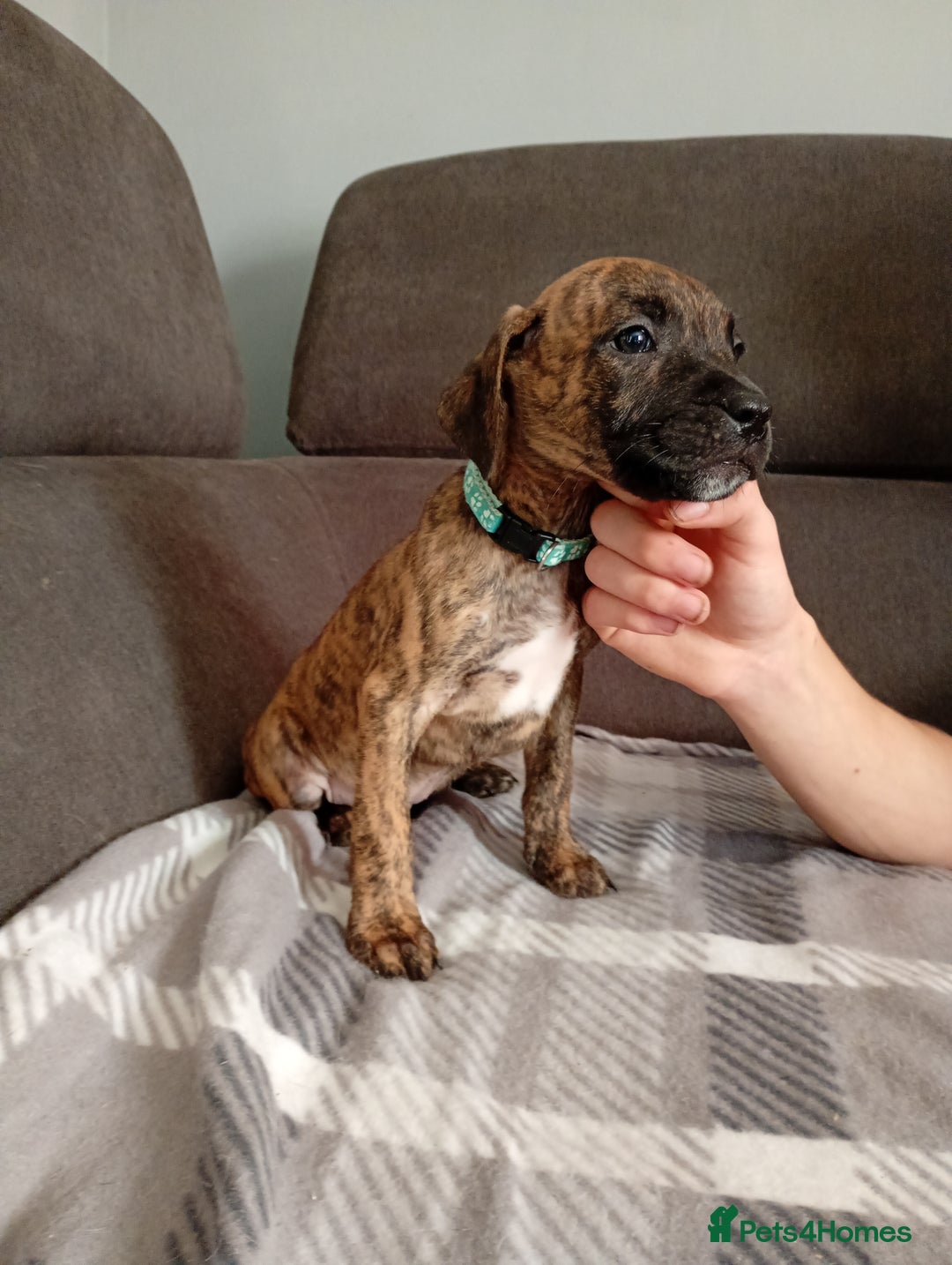 Mixed Breed dogs for sale: Mastiff cross  - Image 11