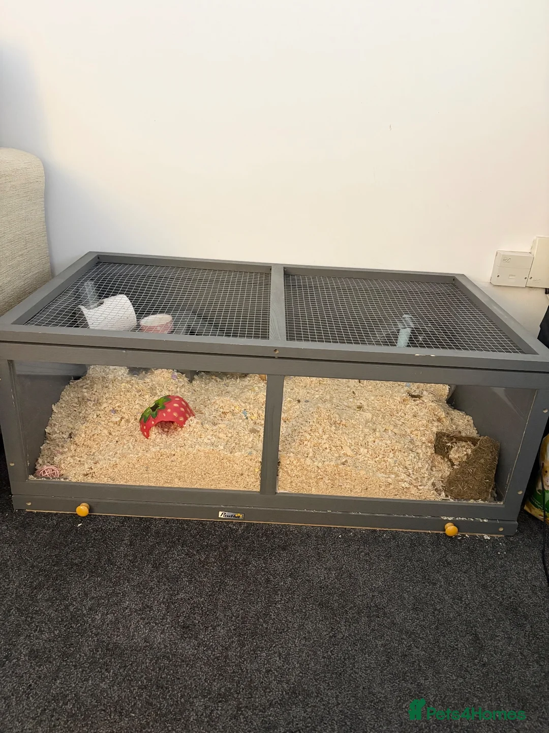 Hamster rodents for sale: Syrian Hamster - Advert 4