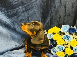 Dachshund dogs Male Dachshund 😘 😘 ready for a new home - Advert 10