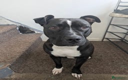 Mixed Breed dogs for sale: Three pups for sale  - Image 15
