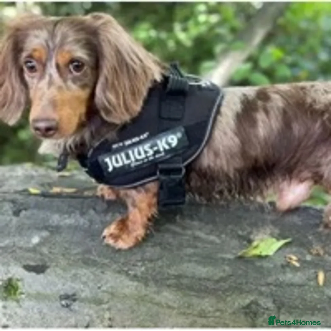 Miniature Dachshund dogs for stud: ✨Kc mini long haired dapple✨ 17 champions✨ in Romford - Advert 12